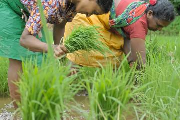 Two farmers uproot rice seedlings for transplantation during monsoon season in India.