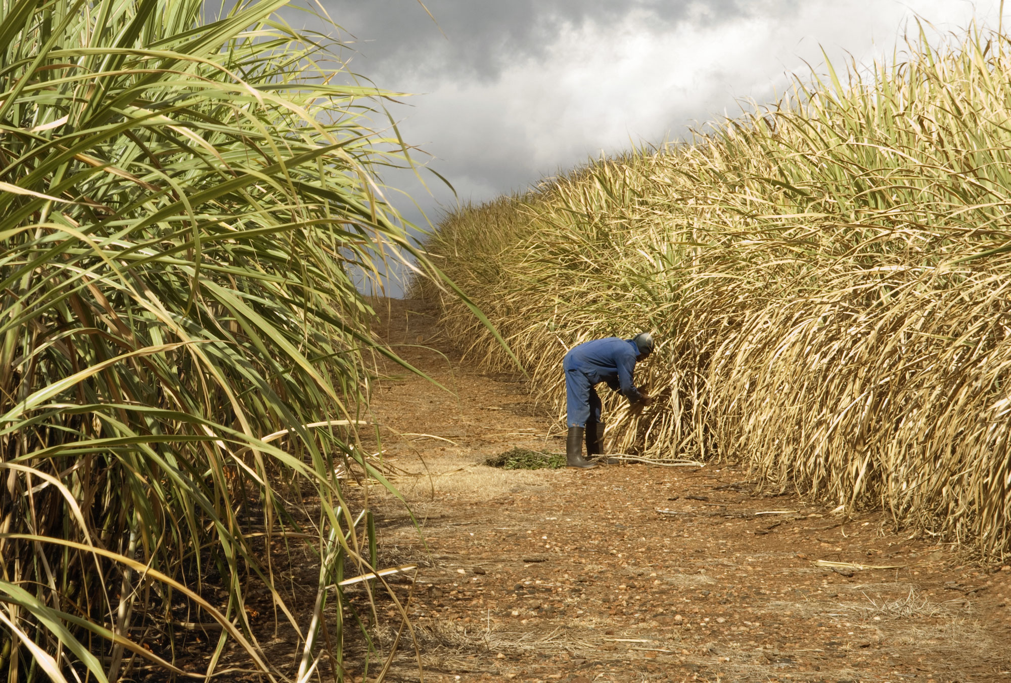 Agricultural Microinsurance For Sugar Cane Farmers In Kenya The Abdul Latif Jameel Poverty