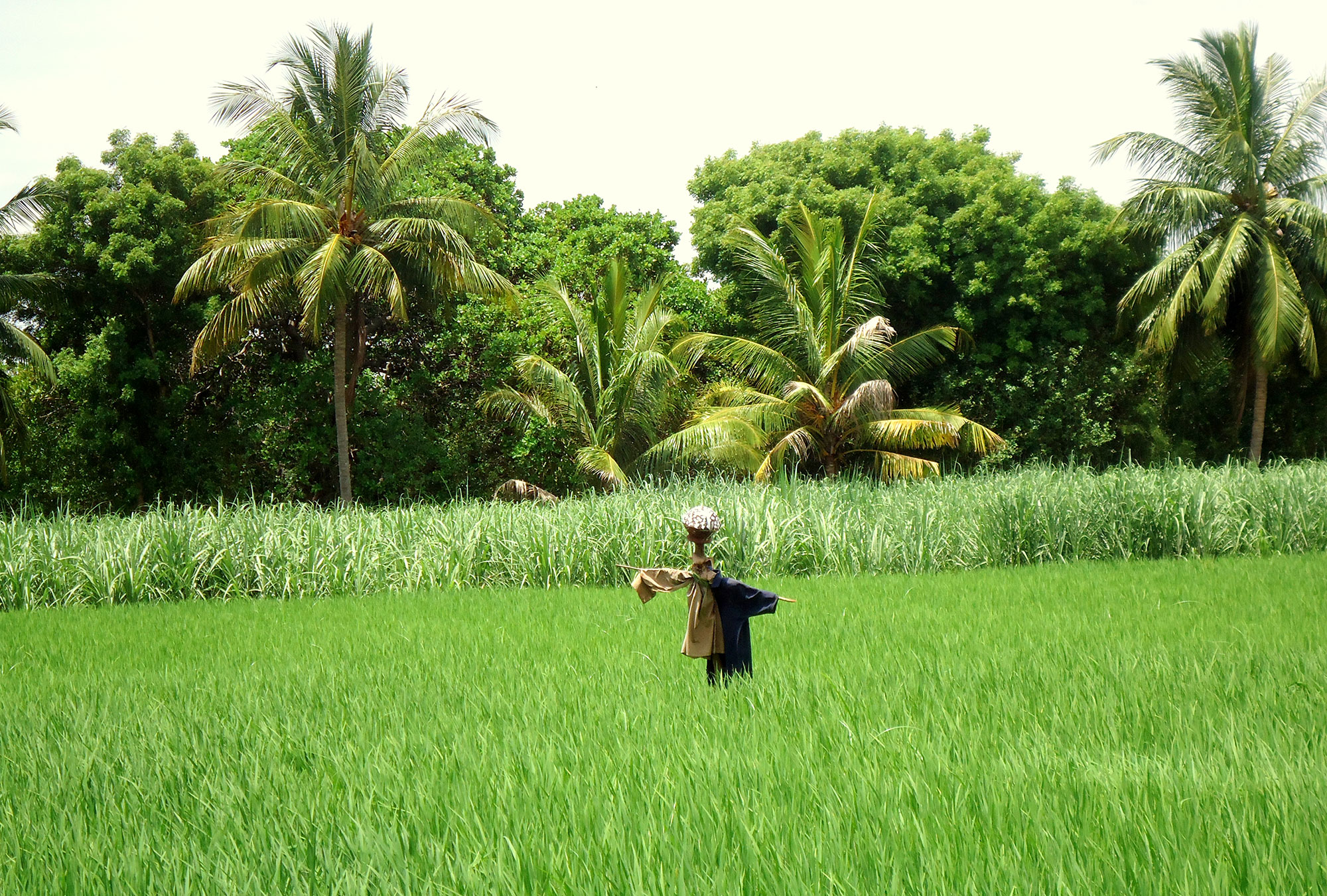 Microfinance To Increase Agricultural Technology Adoption Among Rural Farmers In India The