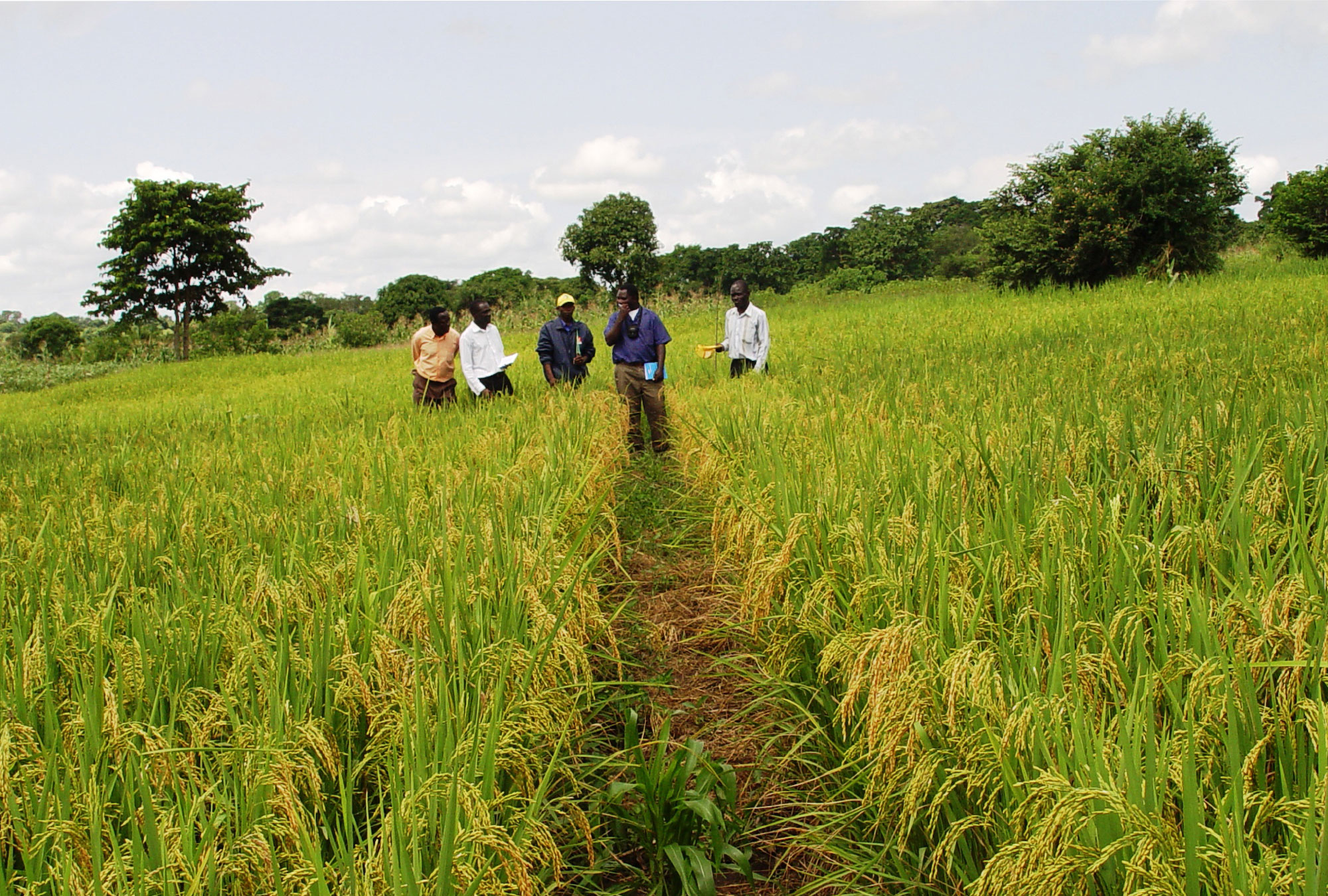 Improving Yields And Health Through A High Yielding Rice Variety