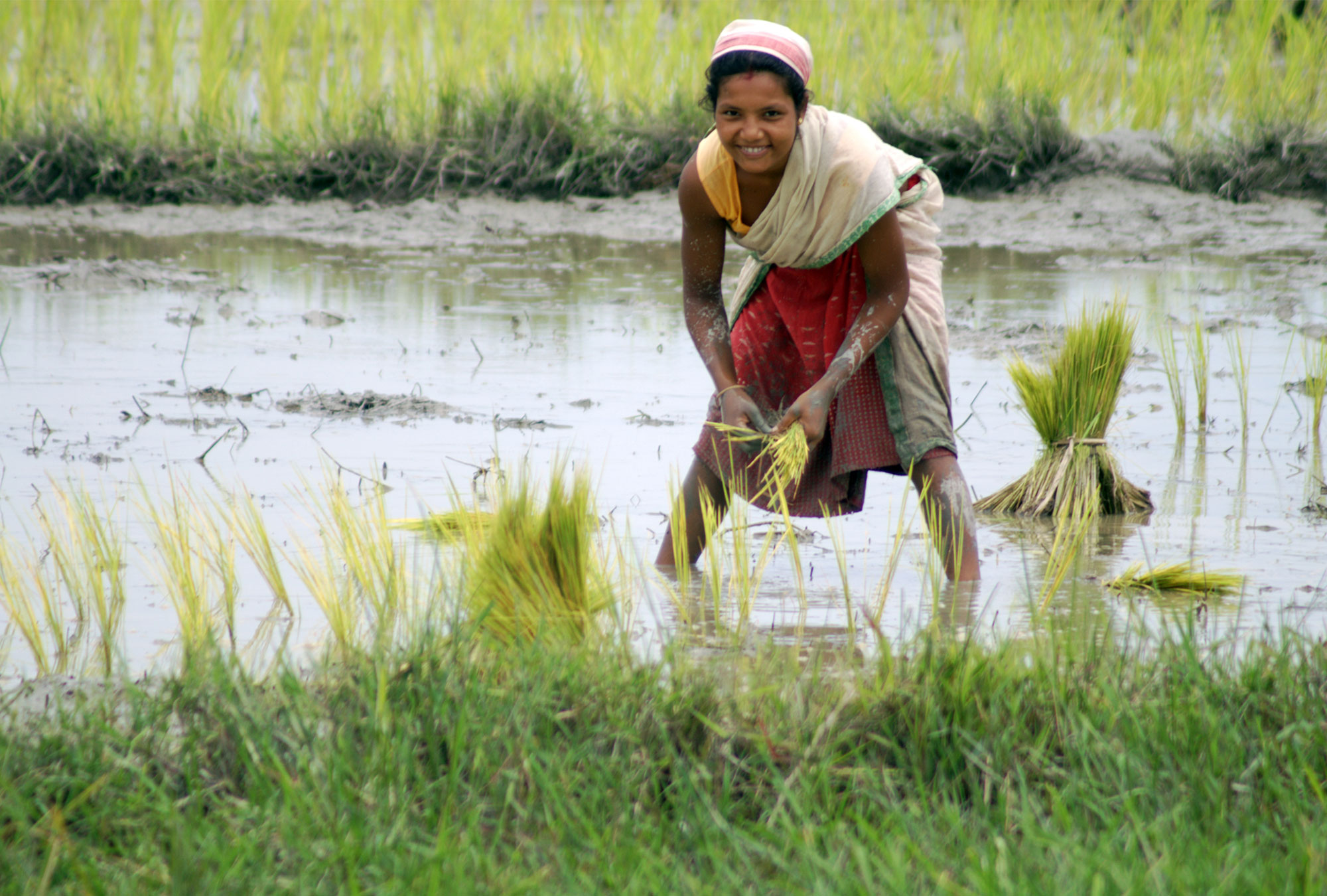 the-impact-of-drought-tolerant-rice-on-local-labor-markets-in-india