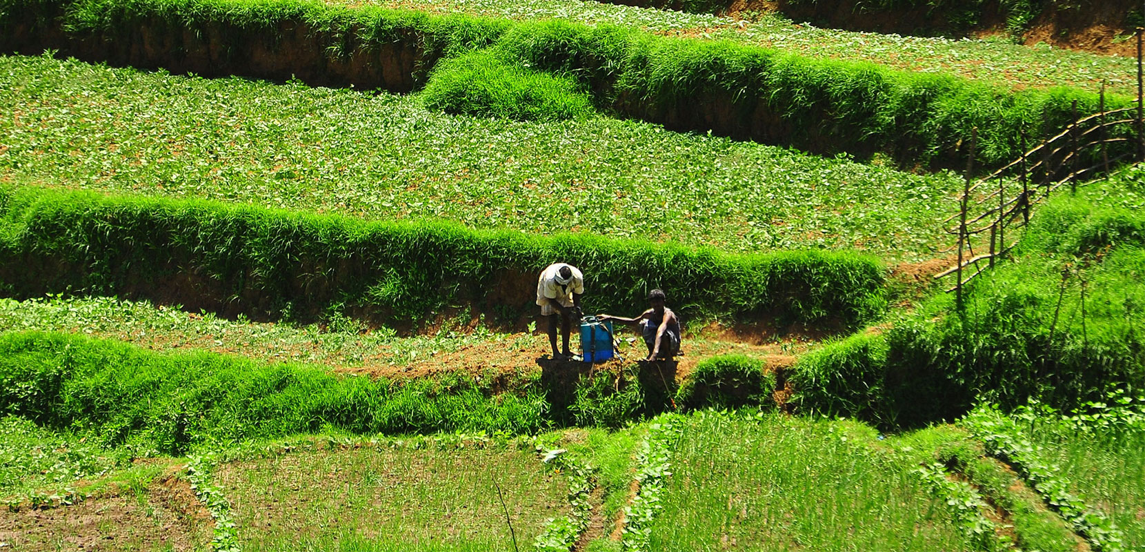 Protecting Farmers From Weather Based Risk The Abdul Latif Jameel Poverty Action Lab