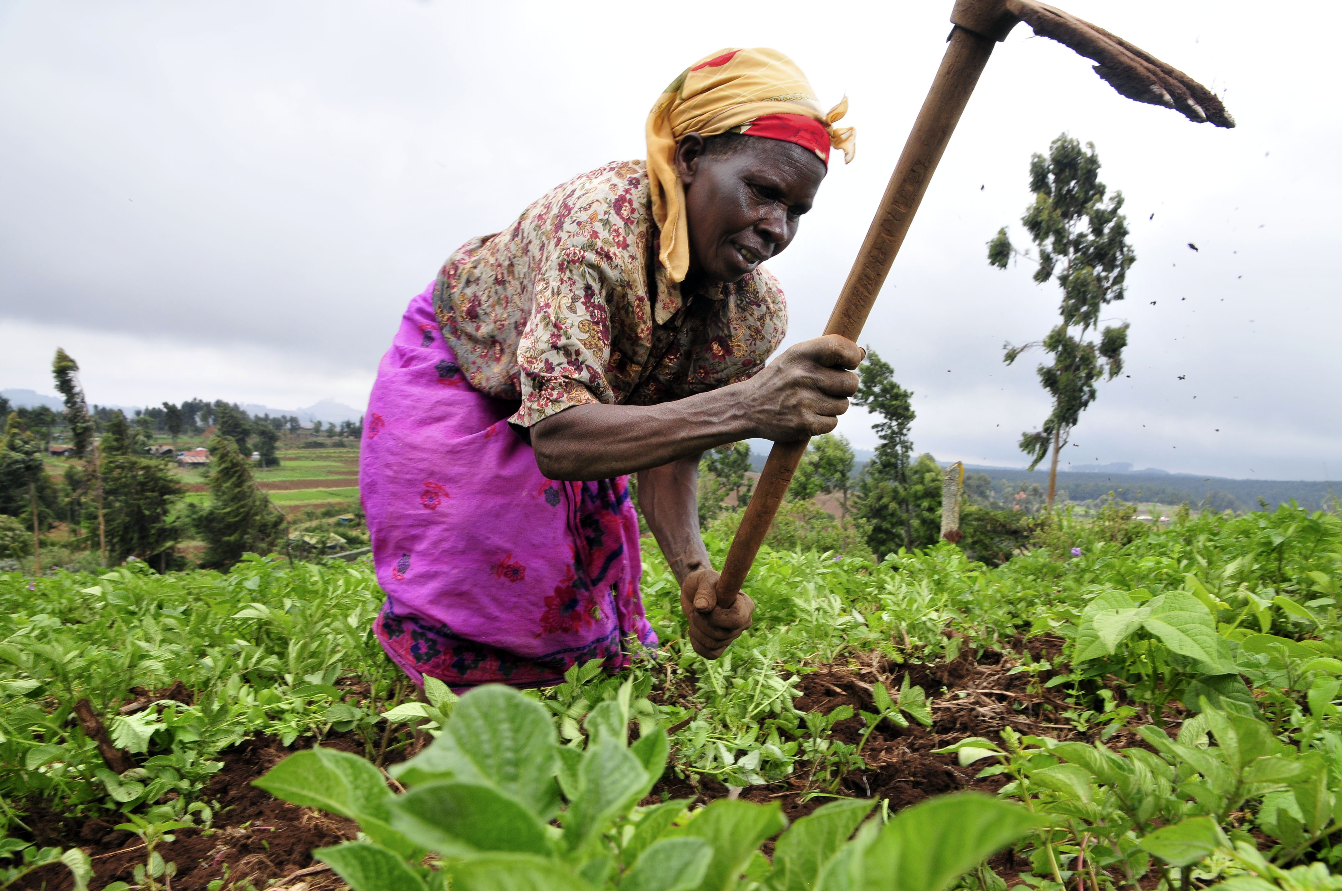 Agricultural Productivity And Labor Evidence And Open Questions For Researchers The Abdul