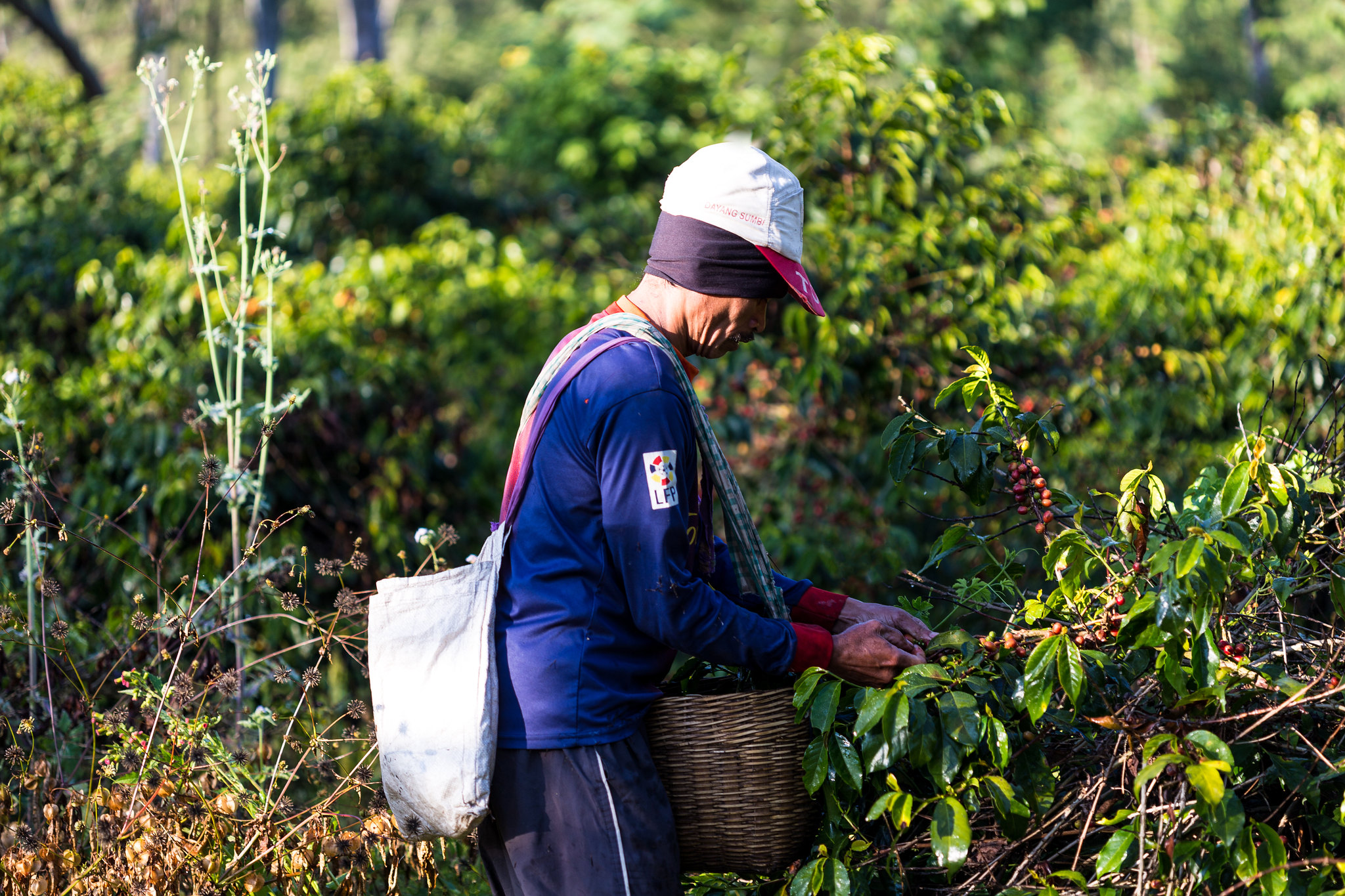 South East Asia At 10 Agriculture The Abdul Latif Jameel Poverty Action Lab