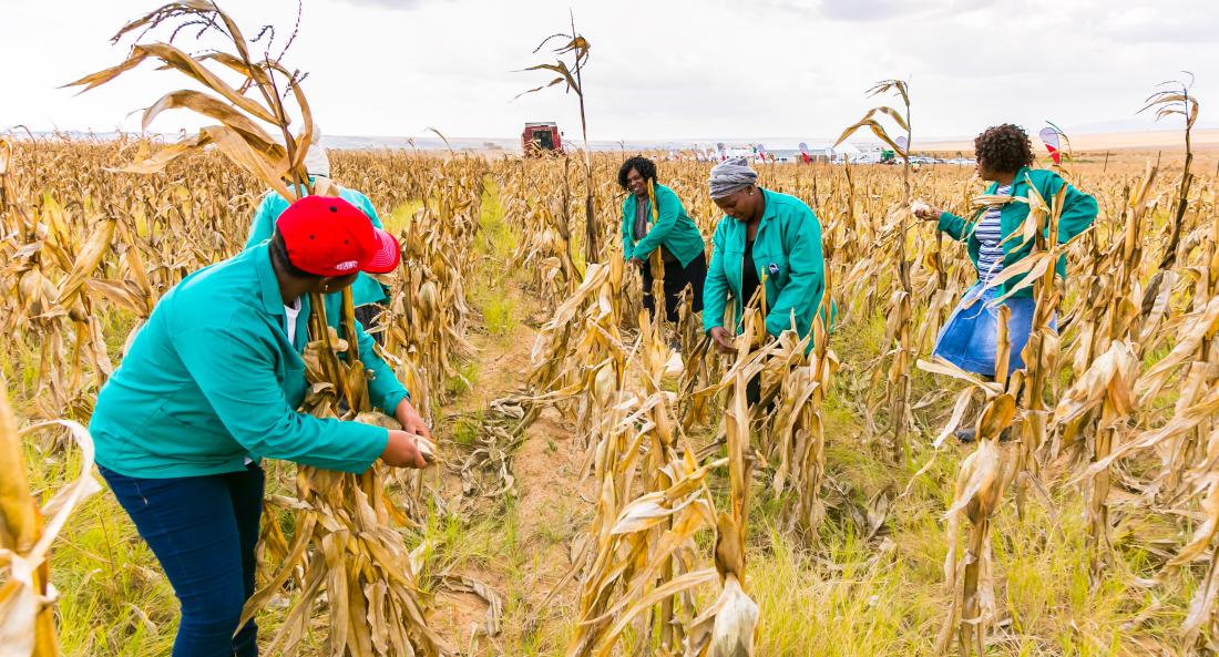 Women harvesting maize together in Africa