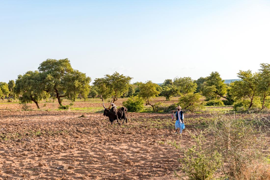 Two farmers and an ox walk in a sandy field of sprouting crops with trees behind them