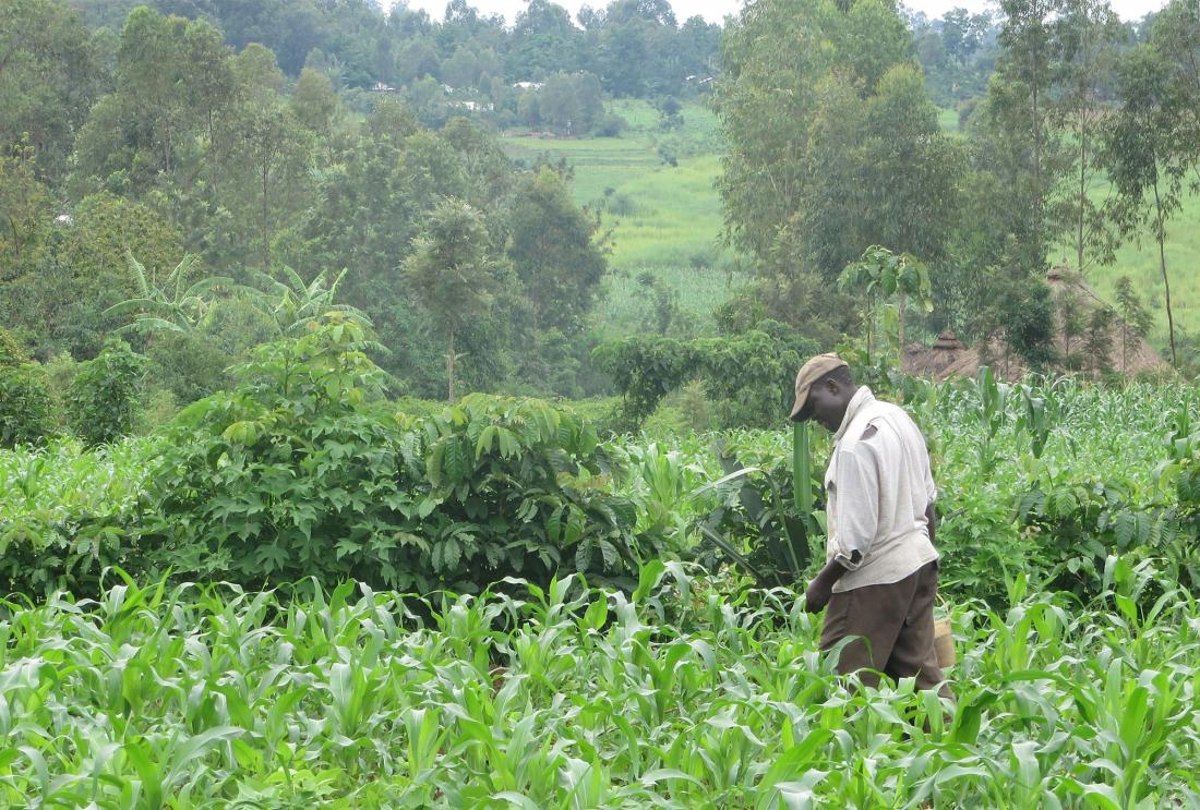 Man walking in corn field