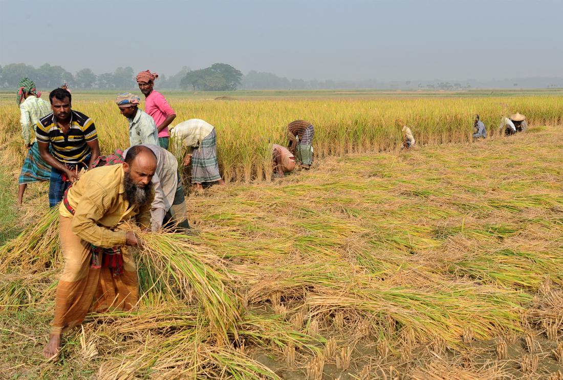 Photo of rice farmers in Bangladesh