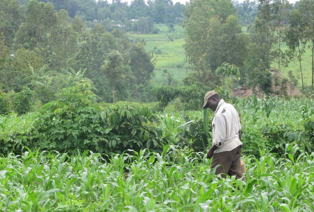 Man stands in field