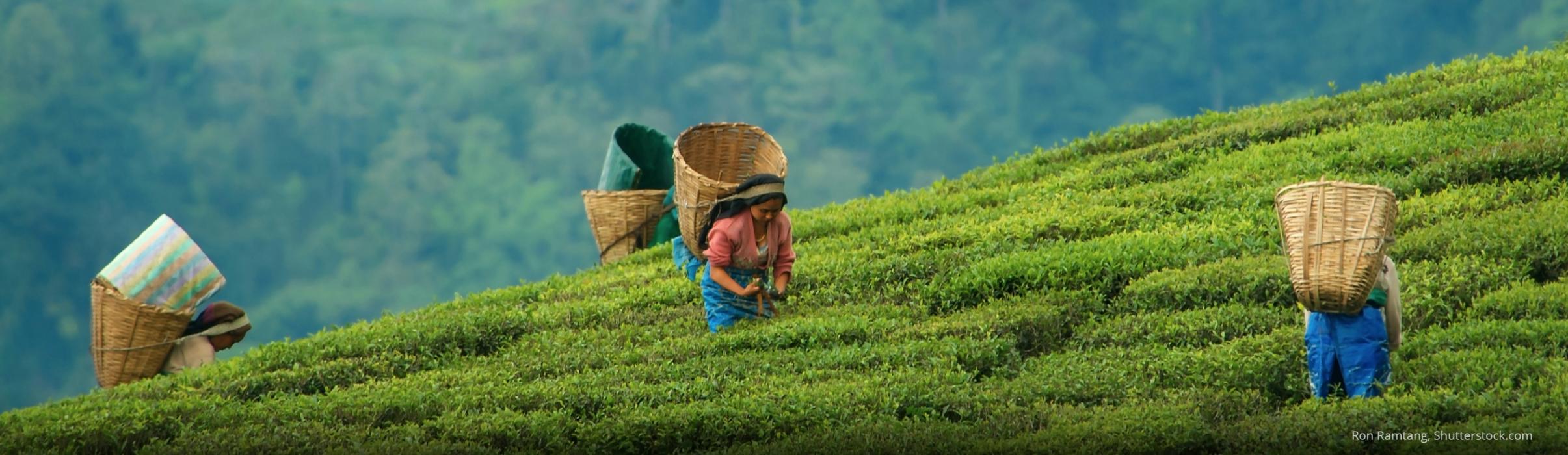 Farmers harvesting tea leaves on Tendong Hill Sikkim India