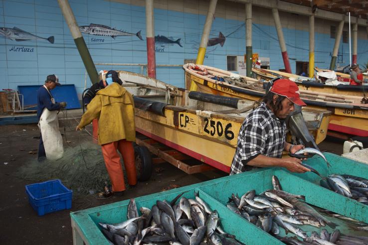 Fishing boats and workers on a dock in Chile