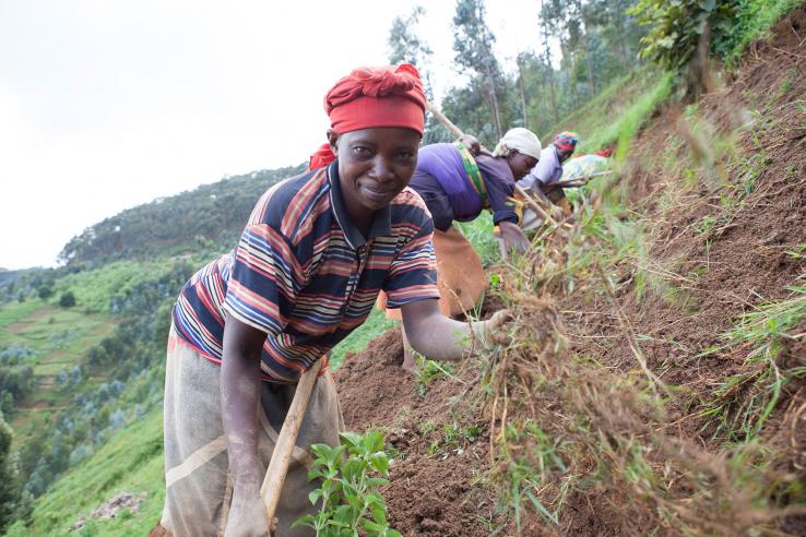 Women farming peanuts