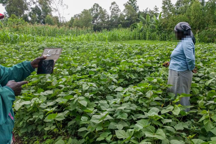 farmer (face blurred) showing off her bean plot to the research team