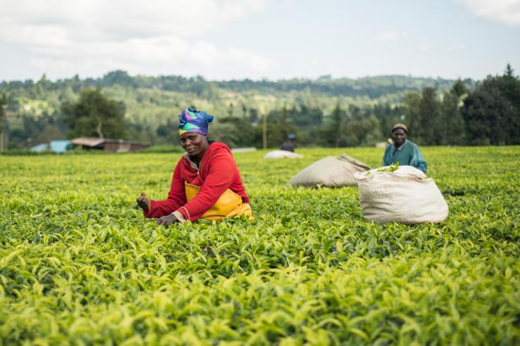 A farmer picks tea leaves in a tea plantation near the city of Kericho, Kenya.
