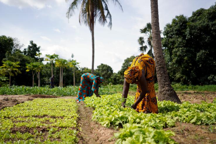 Two women working in a field