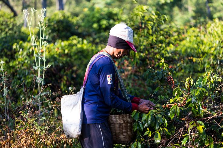 A farmer harvesting coffee beans.