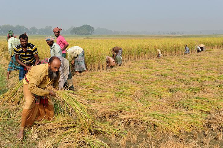 Farmers working in a field 