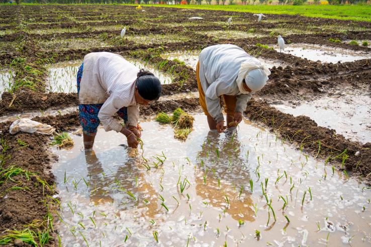 India_South-Asia_Agriculture_Rice-farmers