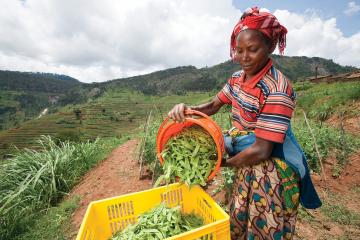 A woman harvesting peas