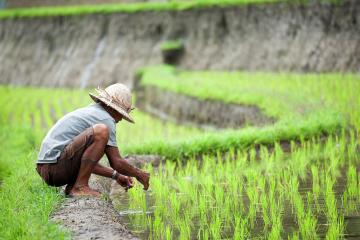 Man picking rice