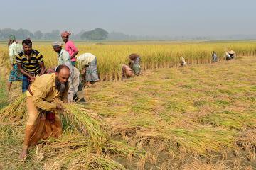 Farmers working in a field 