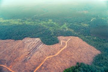 Tropical deforestation remote sensing satellite image